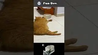 7. Broken Physics Engine - Animal Edition #funny #cat #development #cute #pets
