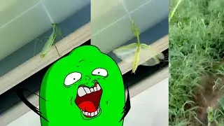 Dude scared by Mantis | Animation