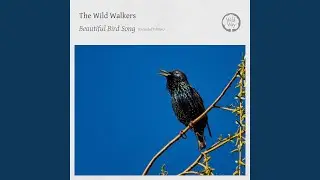 Late Afternoon Bird Song, Pt. 1