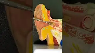 Product Link in the Comments! Ear Wax Cleaning Kit
