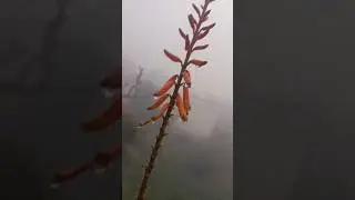 मेरे गांव का हाल ✨🥶🌬☃️#myvillage #views_viral_video_subscribers_grow#ektarani-f61#shorts#vlogs