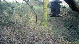 20260110 Pinson du Nord et pinson des arbres