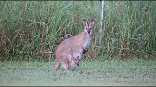 Red necked Wallaby with Joey in her pouch | Australian animals