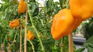 Nutrient Farm Scenery #27 - Organic Peppers and Basil