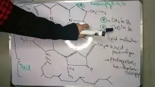 Role of Photosynthetic Pigments in Photosynthesis| Ch 6| Class 11 New Biology