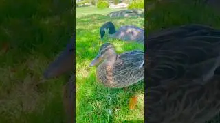 Goo & Duck Relax time‼️🦆🦤#short video#birdlovers#fuunyanimals#pigenslovers#duck#geese#鳥好き #かわいい動物