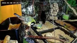 Früh herrscht Gedränge an der Nuss-Tanke (08.01.2026)