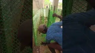 Garden fencing to prevent it from cattles..!
