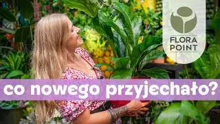 Duże rośliny, rzadkie hoje i designerskie dekoracje | przegląd nowości | Flora Point