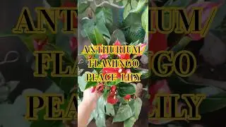 🌺 Anthurium (Flamingo Lily) &ndash; Elegant Tropical Beauty for Your Home | Care tips 🌱✨️
