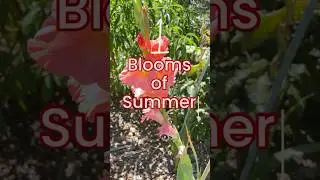 Summer blooms know no bounds!☀️🌸🫶 #insporation #flowergram #flowerlover