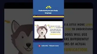 ♋ dog Ear signs | dog body language explained | reading dog ear signs |  #shorts
