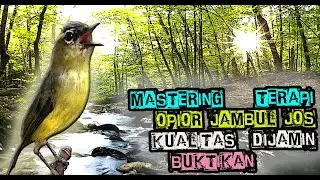 SUARA BURUNG OPIOR JAMBUL GACOR - PANCINGAN OPIOR JAMBUL DENGAN GEMERICIK AIR