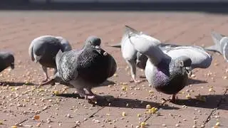Tauben in Not