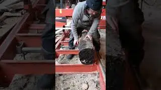 Gestockte Buche immer wieder sch&ouml;n!