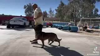 Train your dog while you jog