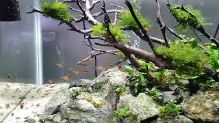 Ember Tetras schooling in low tech planted tank