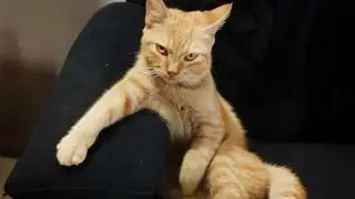 When Your Cat Runs with the Gangster Cats 😂