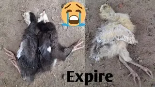 Aj Hamary Turkey Bird 🦃🦃 Kay Chick's Expire Hoy Gy Ha 🥲🥲..Syed Pet House