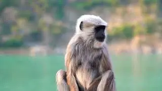 Monkey 4k Ultra Video || Monkey Meeting Video | Monkey Lifestyle | Animal World | Monkey Part 51 ||