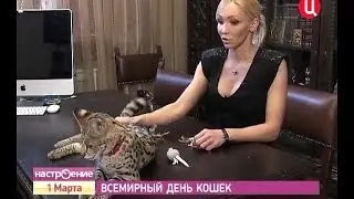 Саванна F1 питомника L'UNICORNE. Всемирный день кошек (TV ТВЦ Настроение)