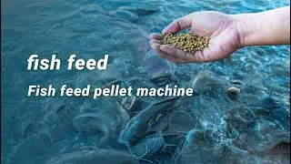 Fish Feed Pellet Machine &ndash; High Efficiency Floating & Sinking Feed Production