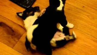 Jackahuahua