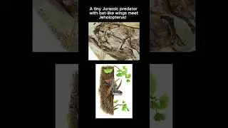Jeholopterus &ndash; The Tiny Jurassic Sky Hunter 🦇🦖#prehistoriclife  #flyingreptiles #prehistoric #scary