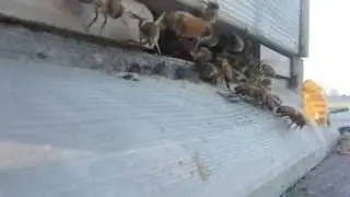 Honey bees defending hive agaisnt wasps