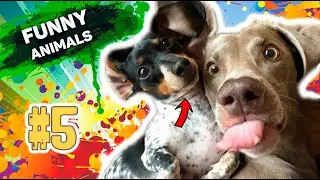Funny animals / Cats and Dogs compilation 2022 / Relax animals video