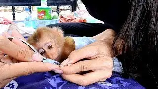Baby monkey Maly got cut nail first time, Monkey Maly looks mom cut her nails