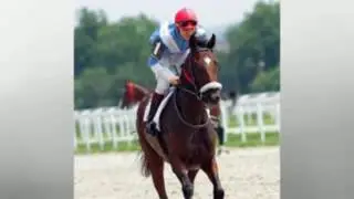 Ark Agency: The Leader in Equine Liability Insurance!