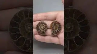 Амоніт Cleoniceras 30*35*7мм Мадагаскар арт.  2471