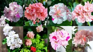 [4K] 깨송송 깨발랄 이런 꽃을 추천할께요! 차가운 겨울이라 더 좋은 신상 구입 타이밍~ #제라늄 #pelargonium