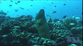 Garbonzo Yellowmargin Moray Eel Maui