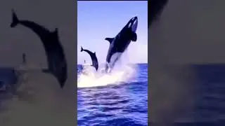 #nicepunch #orca #dolphin