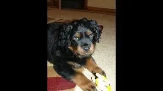 КОЛЫБЕЛЬНАЯ ДЛЯ СОБАК -  LONG-TERM FOR DOGS