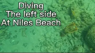 Diving the left side at Niles Beach!
