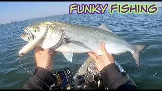 Bluefish On Topwater Plugs: Long Island NY