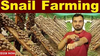 Snail farming in india | Snail Harvesting | Snail palan | घोंघा की खेती | Snail egg Farm #farming