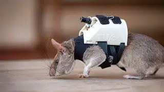 RescueRATs