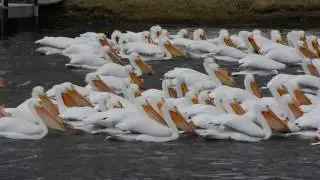 Pelican Migration Thru Antioch, Illinois