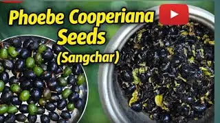 Phoebe Cooperiana Seeds (Sangchar) | Traditional Forest Food of Arunachal Pradesh | Sangchar seeds |