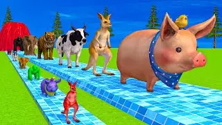 Long Slide Game With Cow Elephant Gorilla Hippopotamus Tiger 3d Animal Game Funny 3d Animals