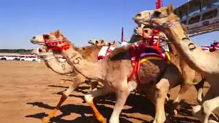 Corrida de camelos Dubai 19,02.2022