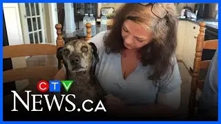 Ottawa woman seriously injured in dog attack