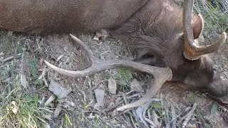 Охота на оленя самбар в кустарнике. Часть 1.