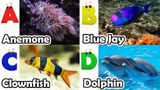 Alphabet Song with Sea Animals | ABC Learning Video for Preschool Kids | Koko Study Class