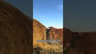 How to feed cows on American farms #feed #cow #american