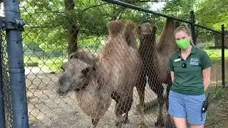 Зоопарк для вас: Наши бактрийские верблюды сохраняют прохладу.